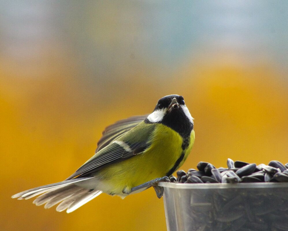 Поза - оборона... - Юрий Куликов