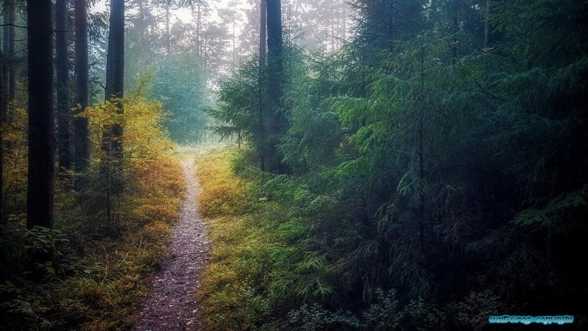 ...туманное утро 3.! - Павел Курков