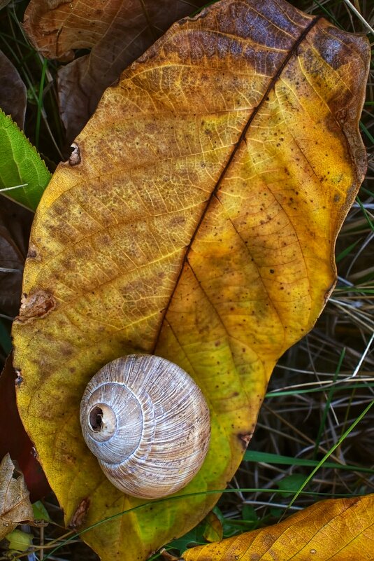 Завиток ушедшего лета лежит на золотом листе, словно осенний сувенир. - Оксана Н.