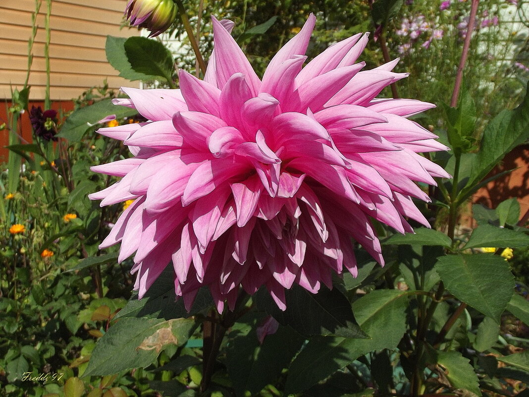 Георгин - Freddy 97