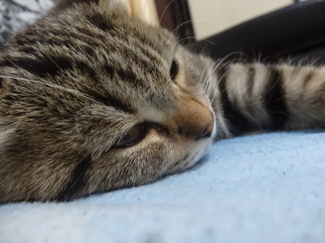 мурзик - СЕРГЕЙ ФИЛОЧКИН мурзик - СЕРГЕЙ ФИЛОЧКИН