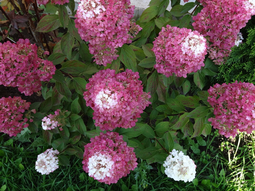 ГОРТЕНЗИЯ - СЕРГЕЙ ФИЛОЧКИН