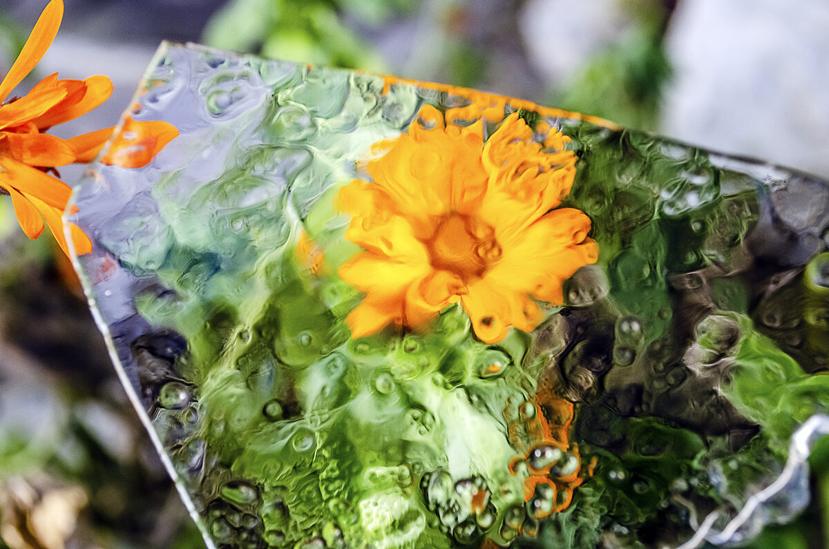 Календула - Андрей Щетинин