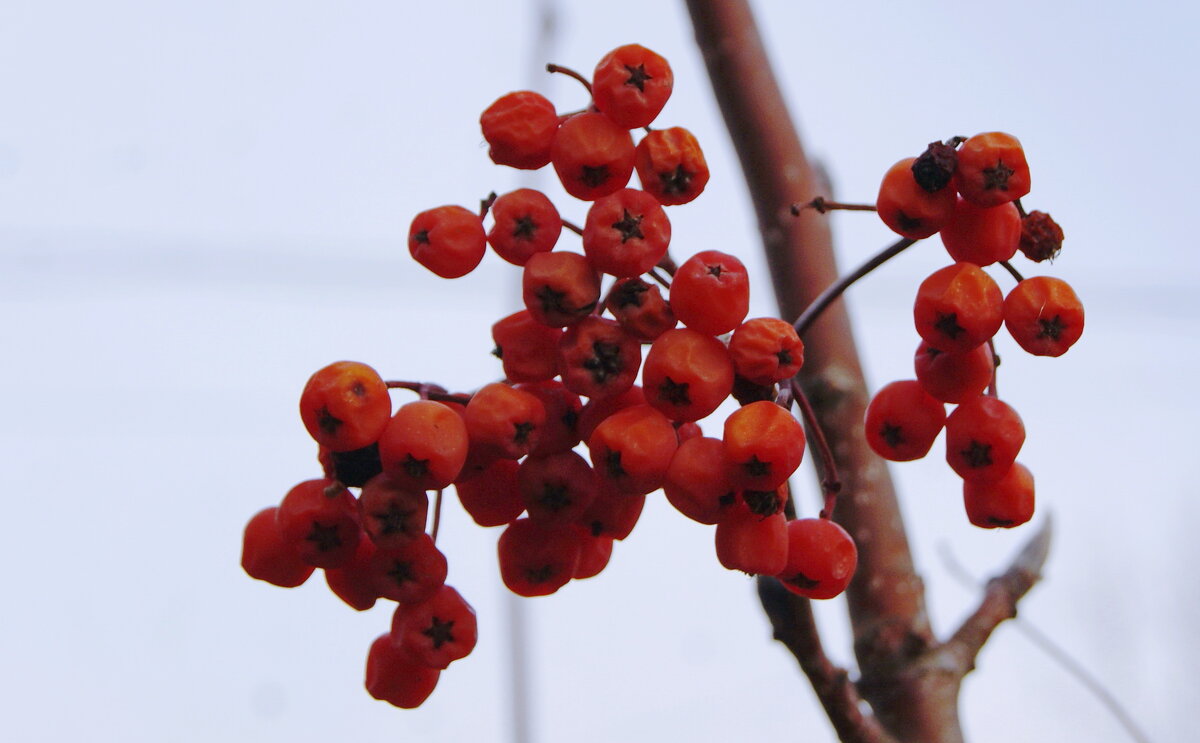 Рябиновая гроздь. - сергей ермошкин