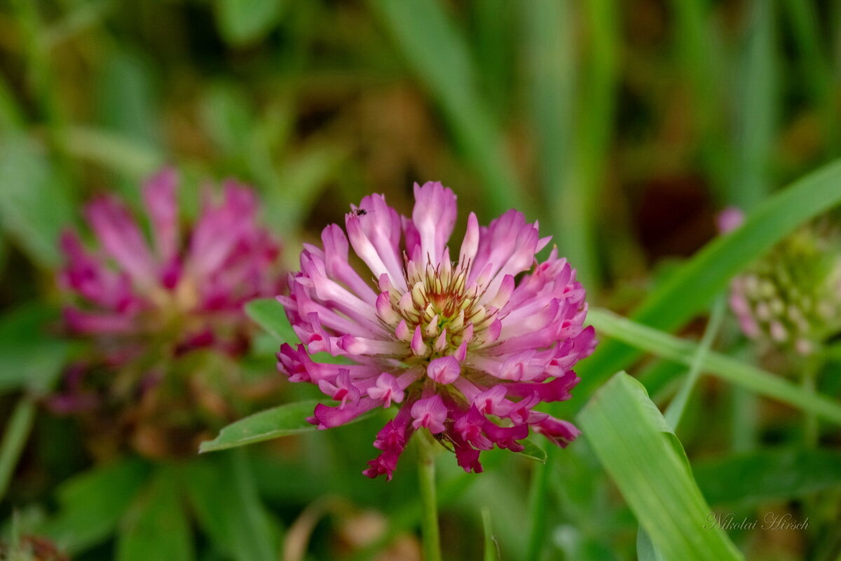 Про клевер... - Николай Гирш