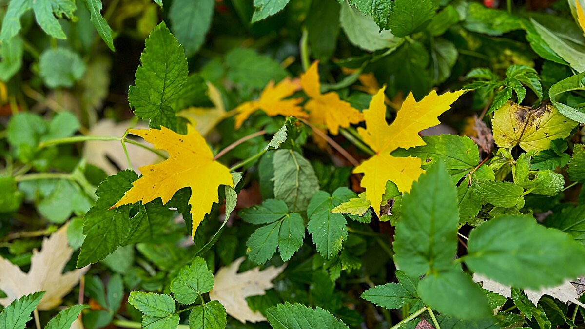 А где же красный? - Olga Oskolkova