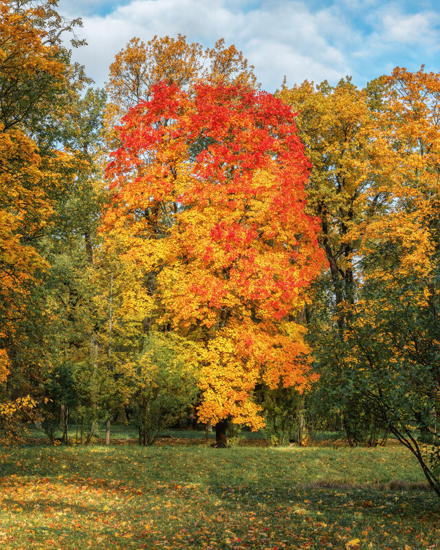 Осень - Владимир Колесников Осень - Владимир Колесников