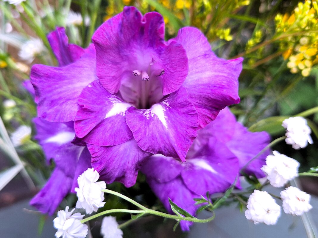 Гладиолус - Наталья 