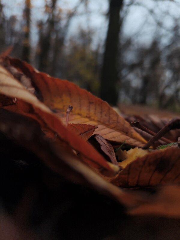 Осенняя атмосфера. Опавшие листья. - Ann 