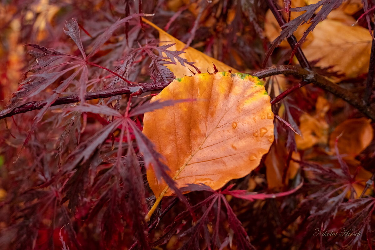 Краски осени... - Николай Гирш