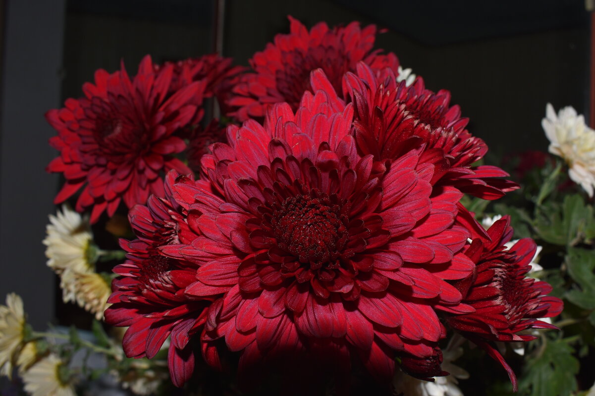 Вечерние хризантемы - Константин Штарк