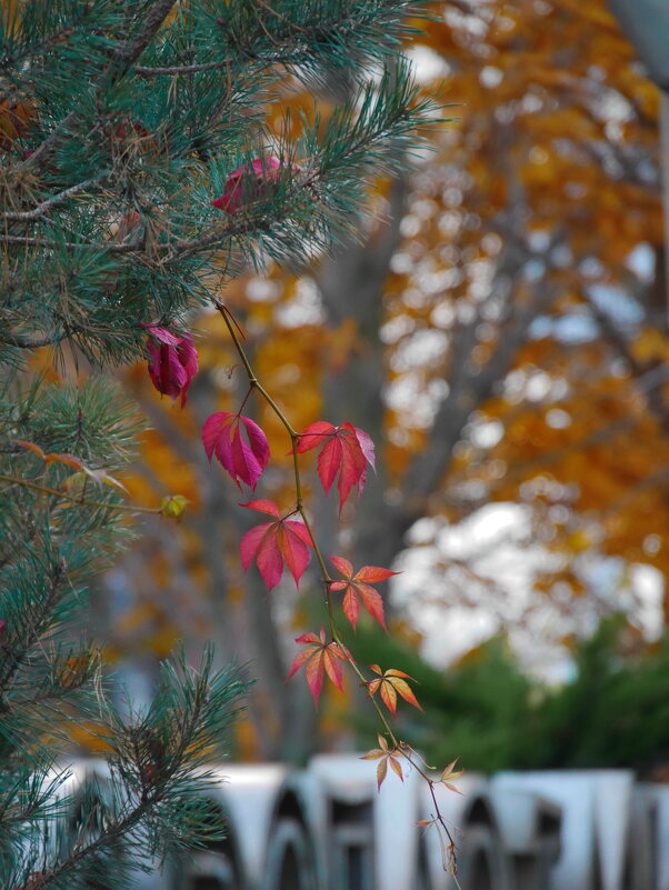 Осенний день. Октябрь - Наталья Rosenwasser