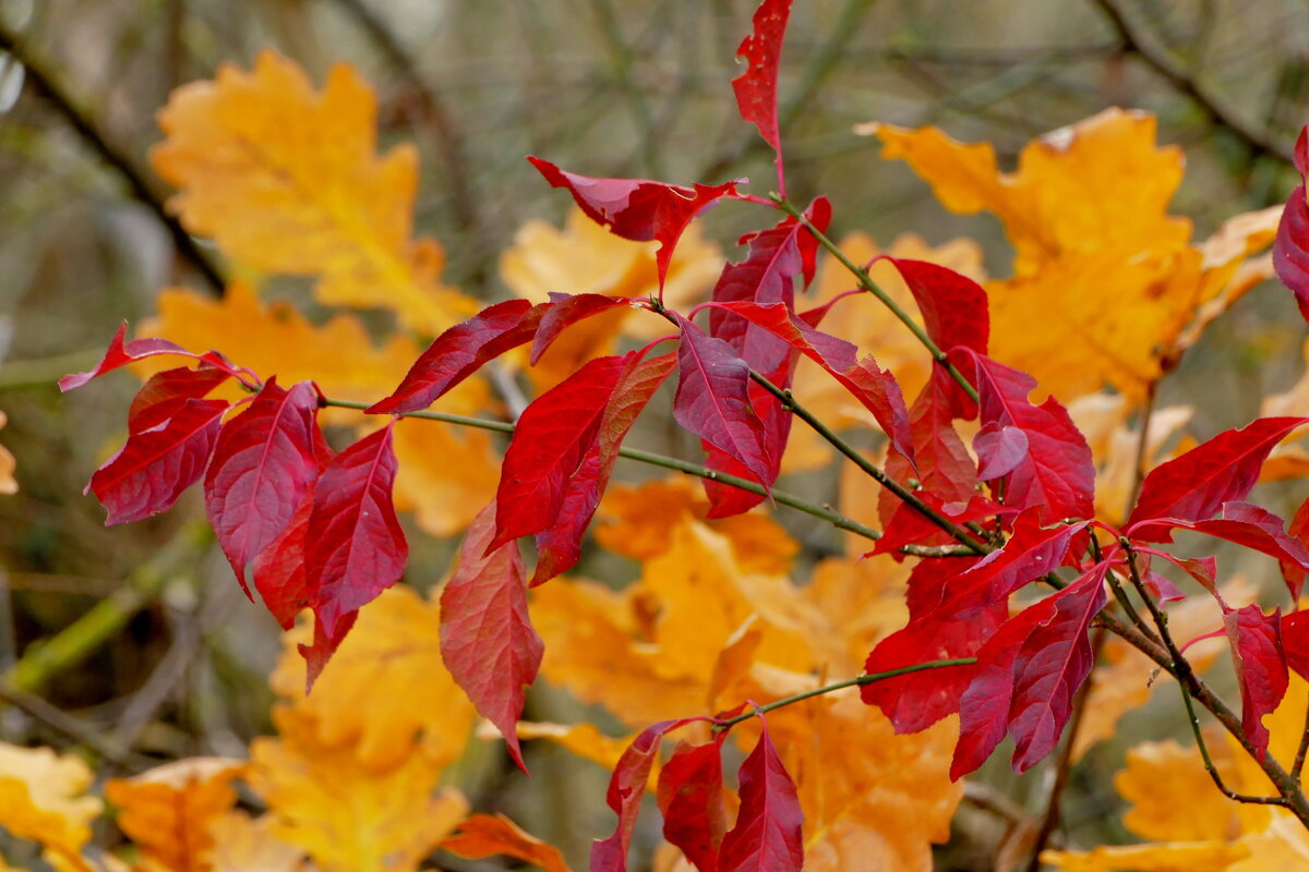 природа 30 октября 4 - Александр Прокудин