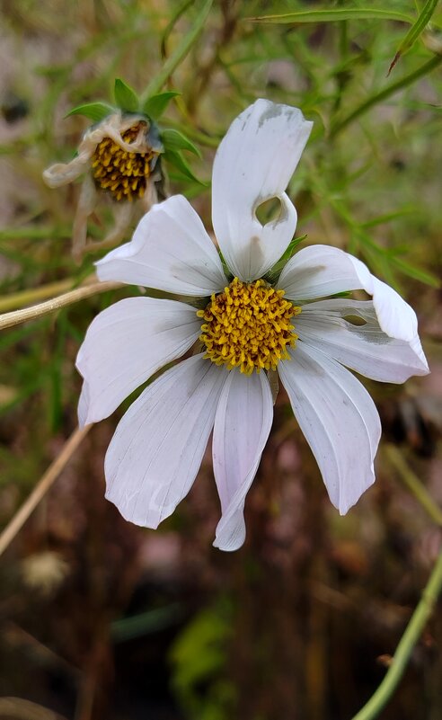 Мокрый - светлана льдокова