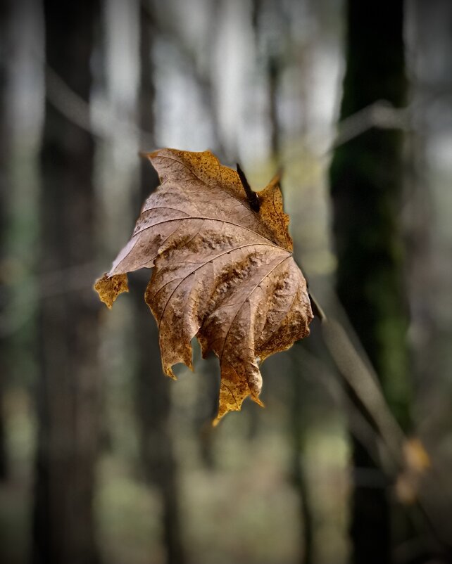 Соло кленового листика - Любовь 