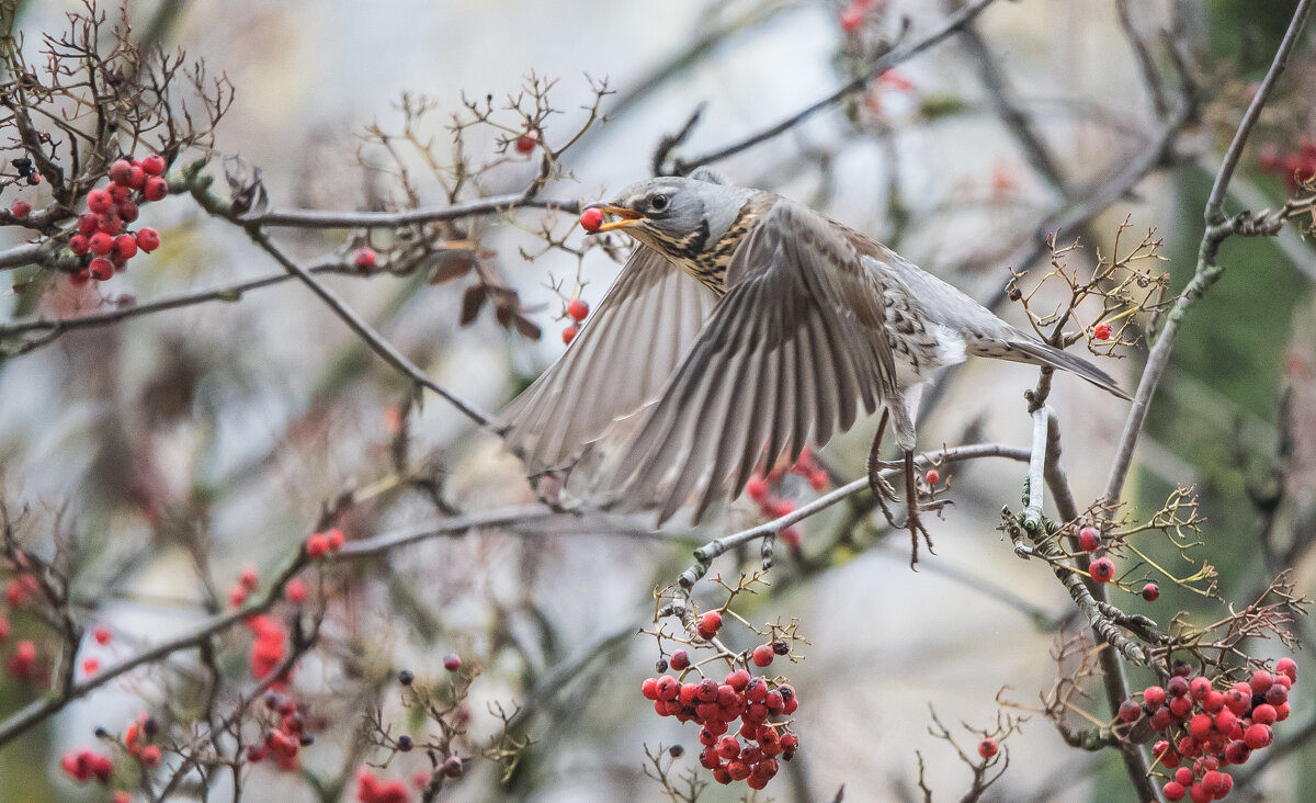 *** - Владимир Безбородов