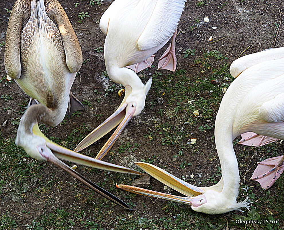 игра клювами - Олег Лукьянов