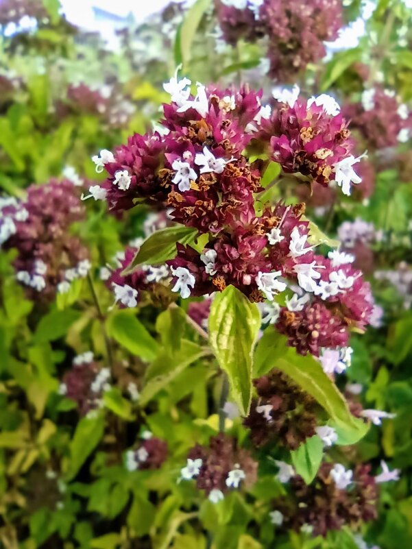 Прогулка по променаду Круизного терминала - Veera V