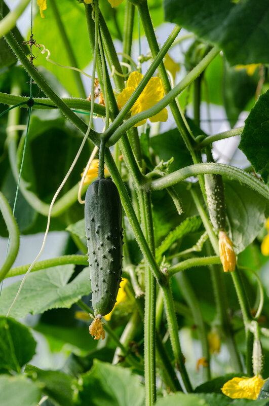 *** - Виктор Иванович Чернюк *** - Виктор Иванович Чернюк