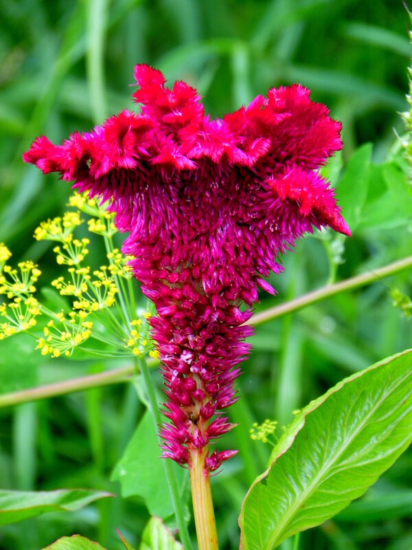 Целозия гребенчатая. - nadyasilyuk Вознюк