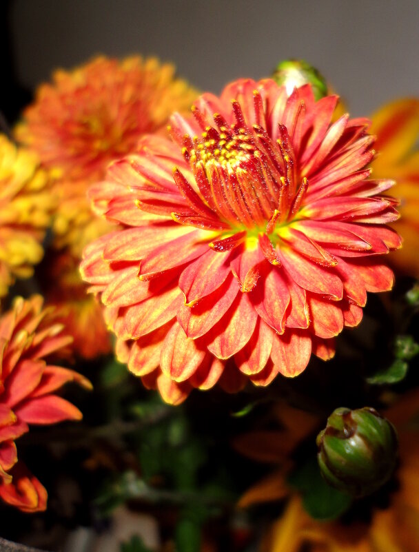 Хризантема. - nadyasilyuk Вознюк