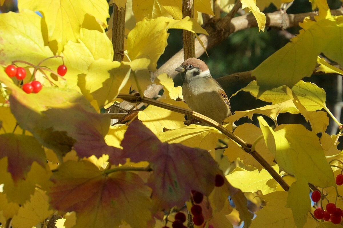 Октябрь - Natali 