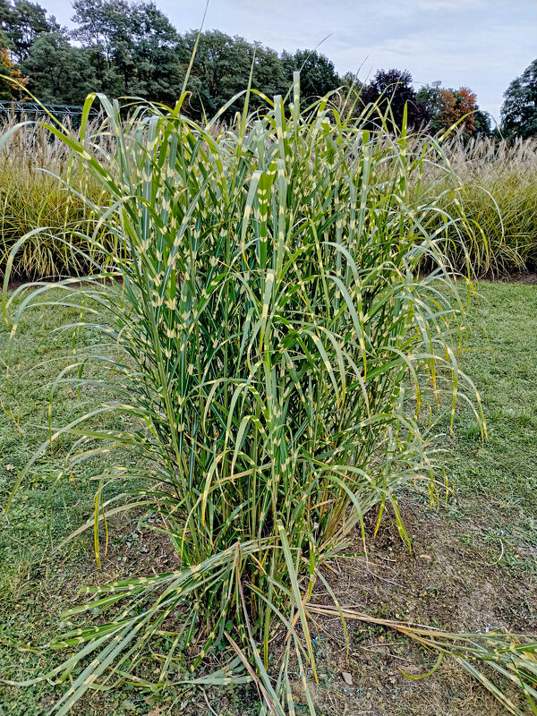 Трава - Валерий Пославский