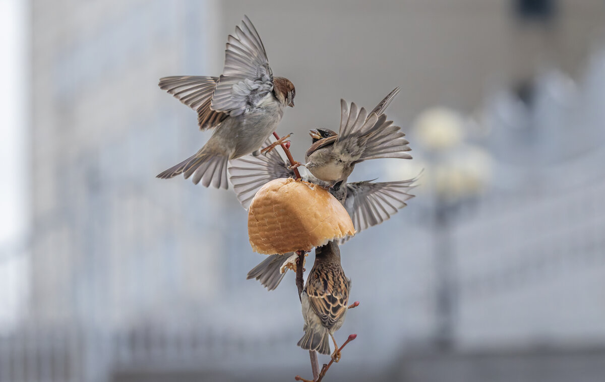 из жизни воробьев . - юрий макаров из жизни воробьев . - юрий макаров