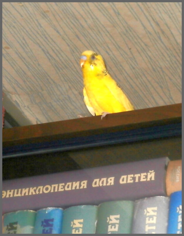 Любопытная Феня - Ольга Довженко