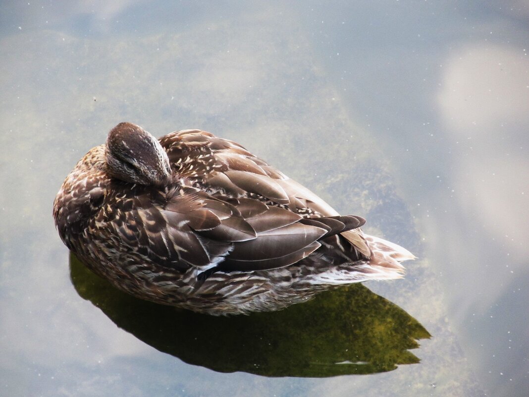 тихий час - Елена Шаламова тихий час - Елена Шаламова