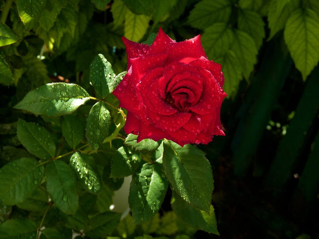 Алая роза - Валентин Семчишин