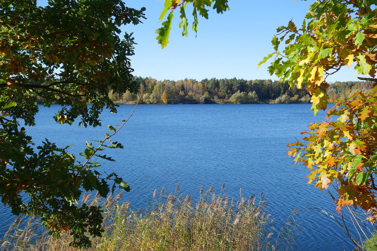 Побережье лесного озера - Рита Симонова
