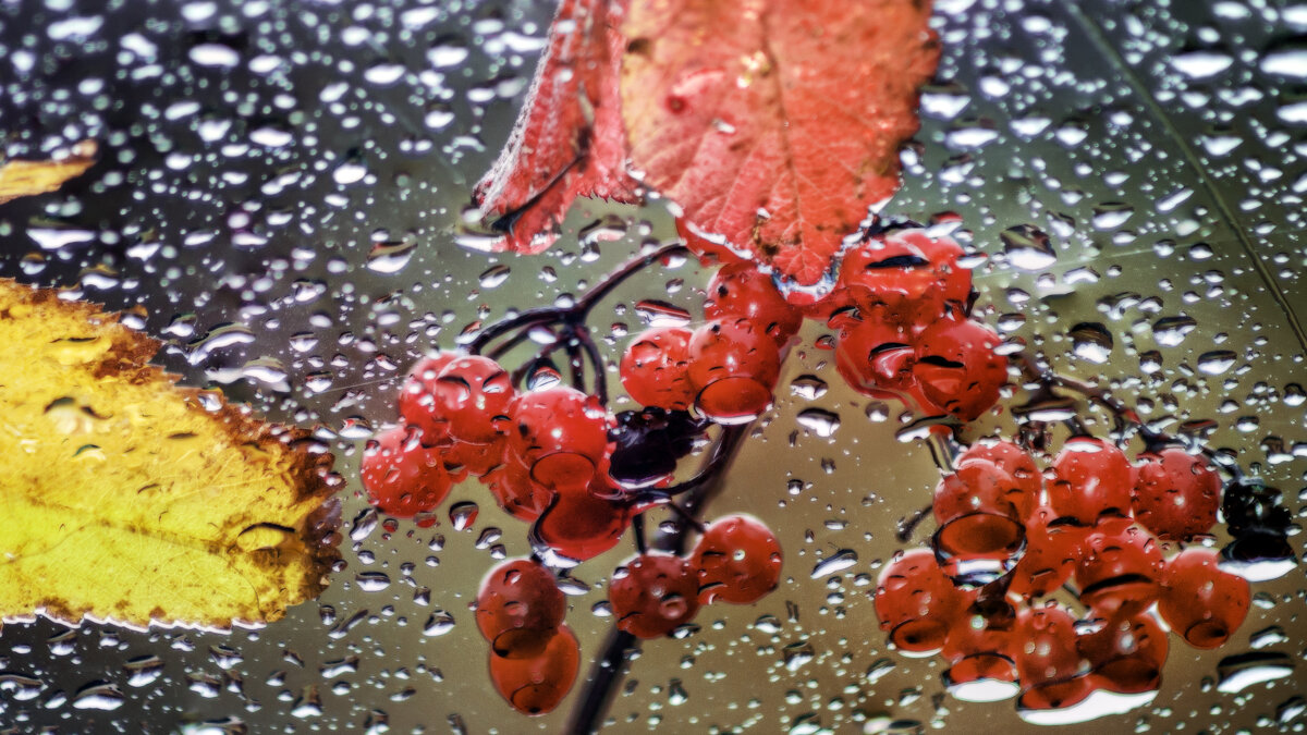 Натюморт на стекле - sorovey Sol