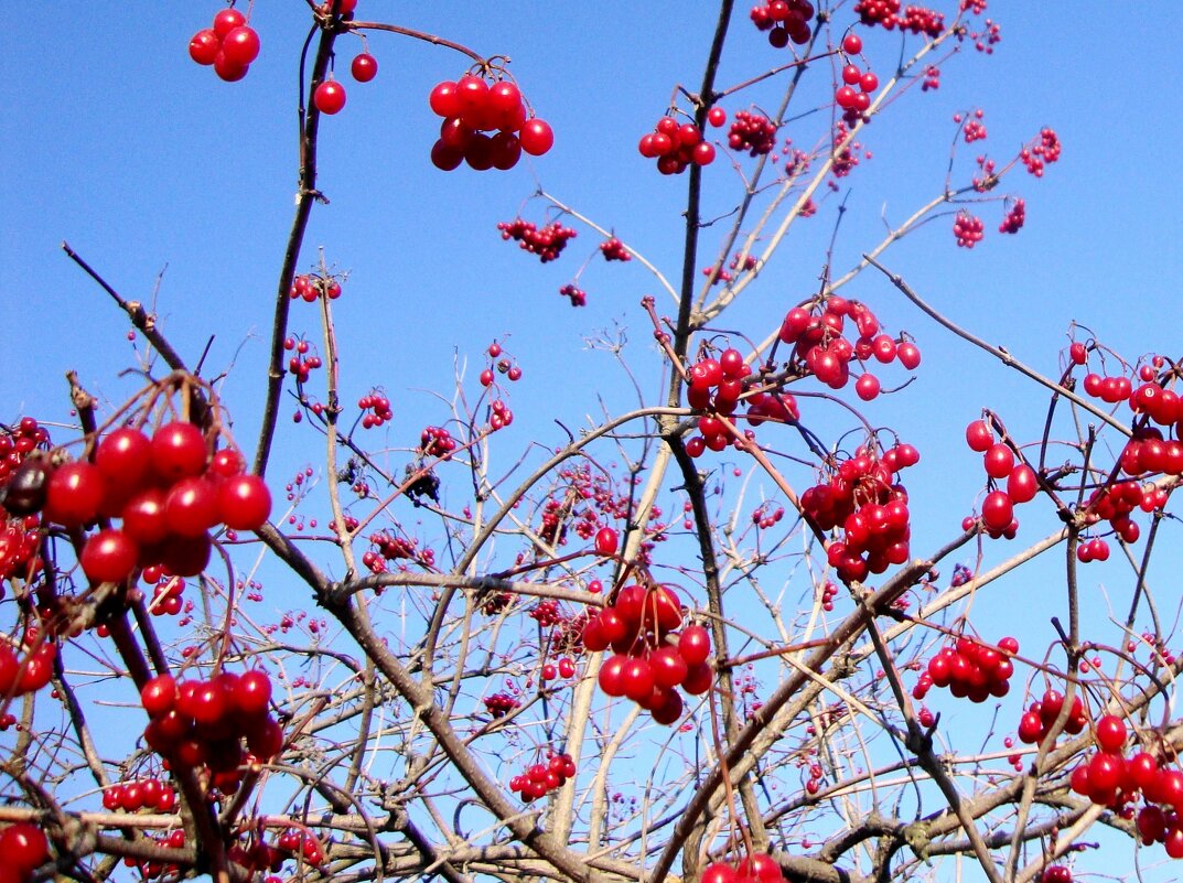 донорские запасы к зиме... - Галина Флора
