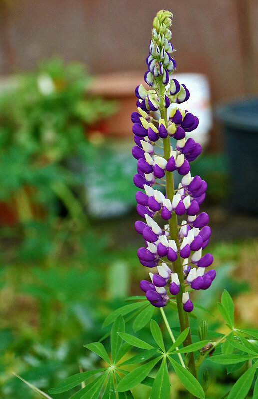 Осенний люпин! (30 октября) - Светлана Осенний люпин! (30 октября) - Светлана