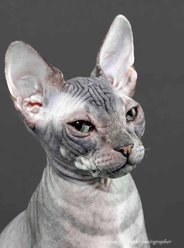 Сфинкс - Светлана Ищенко