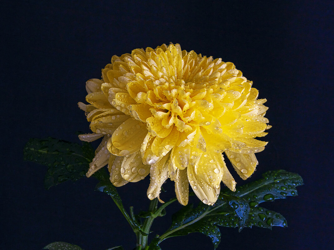 Хризантема одноголовая Магнум жёлтая - Aleksey Afonin