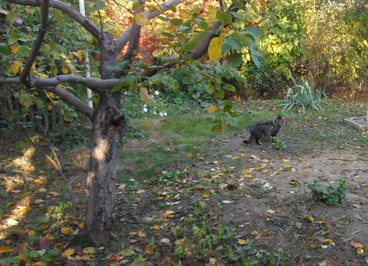 Прогулка в осеннем саду - Наталья 
