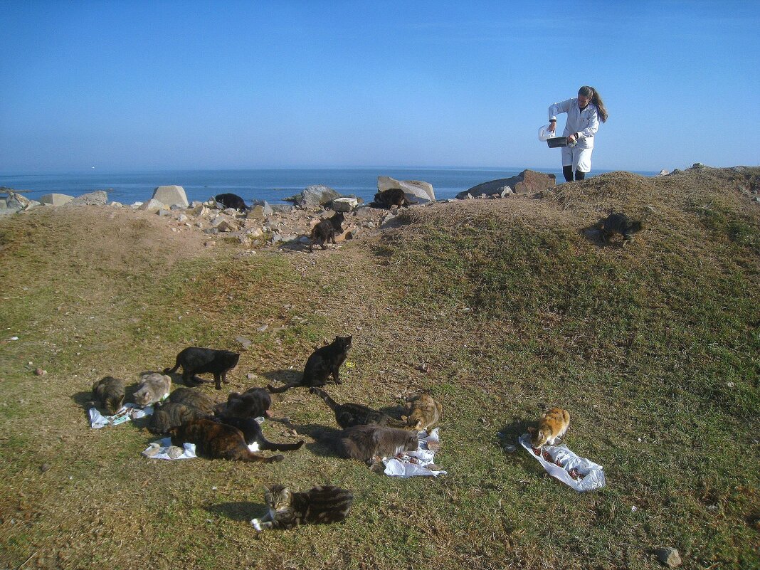 Стрит фото на кошачью тему. - unix (Илья Утропов)