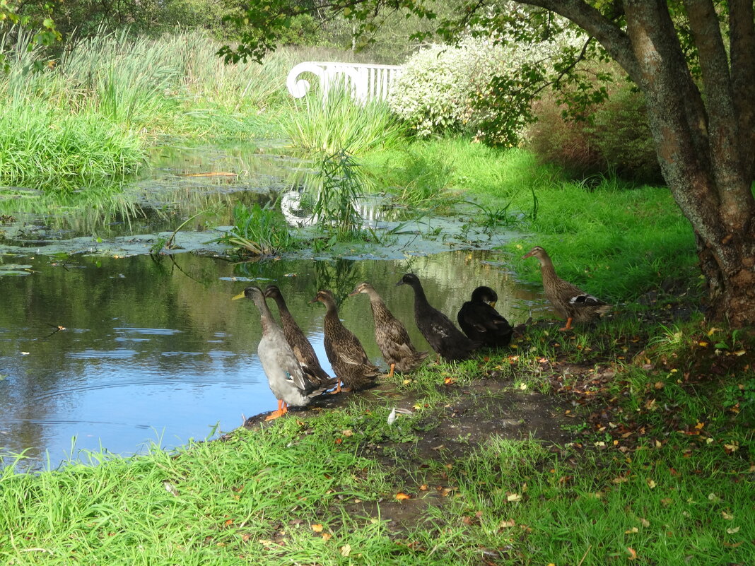 Перед заплывом - Лидия Бусурина