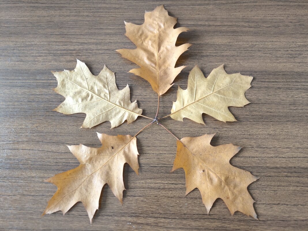 Пять листьев дуба остролистного - Дмитрий Никитин