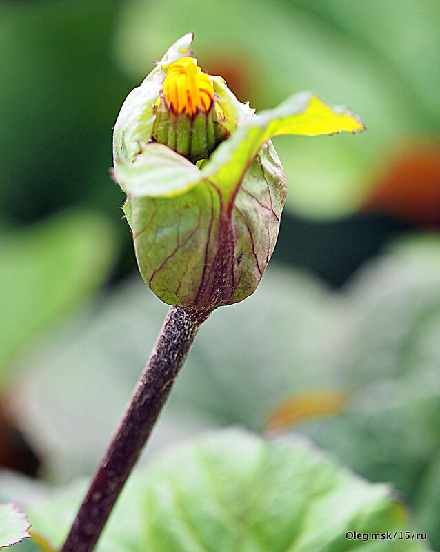 загадки природы рождение - Олег Лукьянов