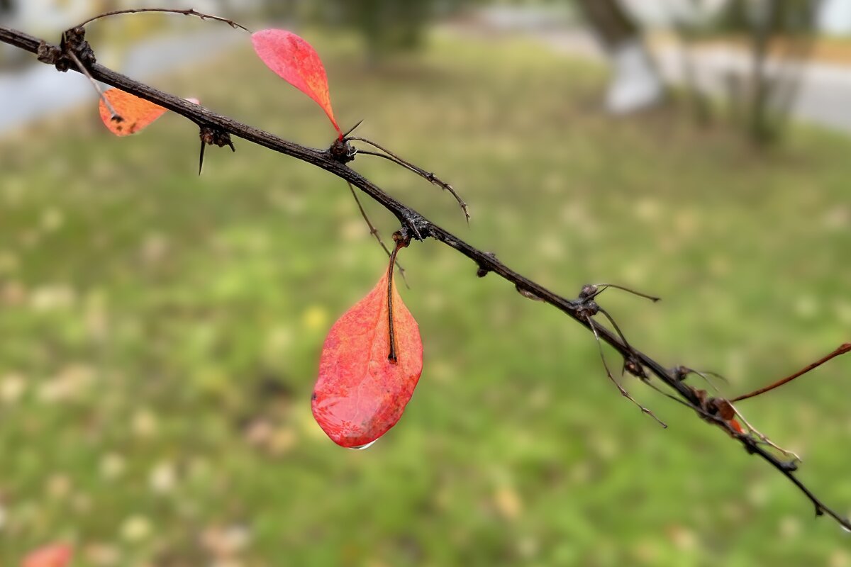 ***ветка осенняя*** - Olga Oskolkova