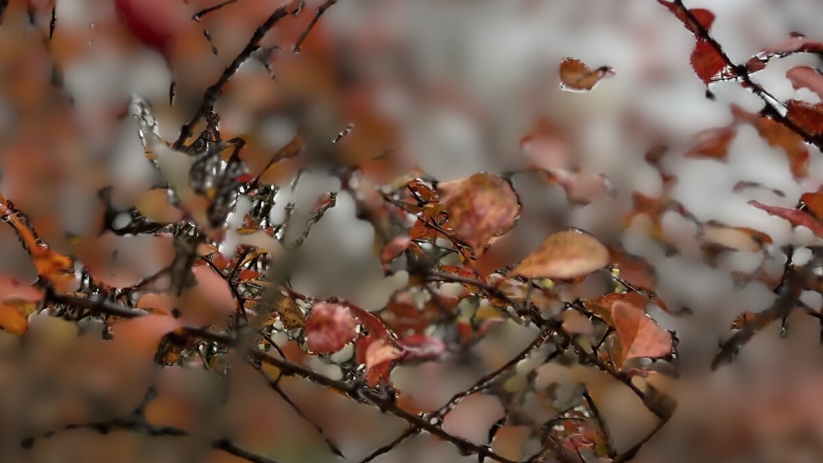 ***ветка в каплях дождя*** - Olga Oskolkova