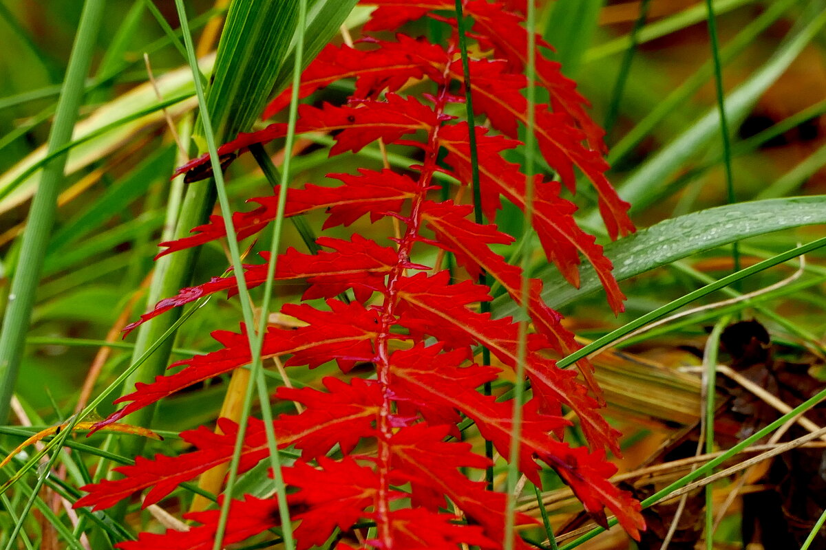 природа 30 октября 6 - Александр Прокудин природа 30 октября 6 - Александр Прокудин