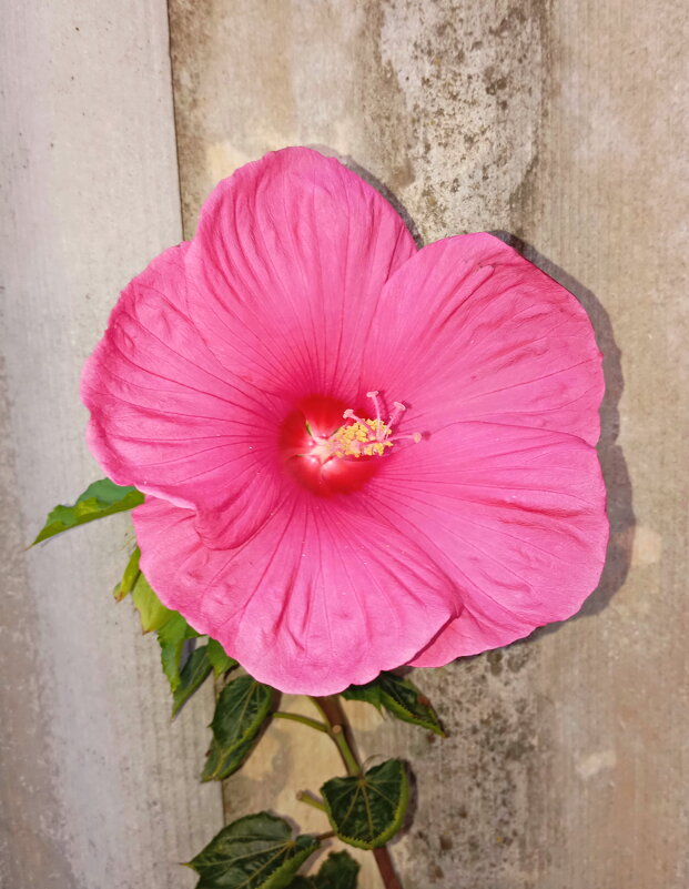 Гибискус - Константин Штарк