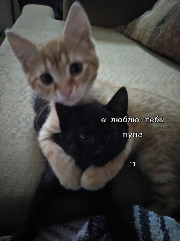 Котики с любовью - kuuderich 