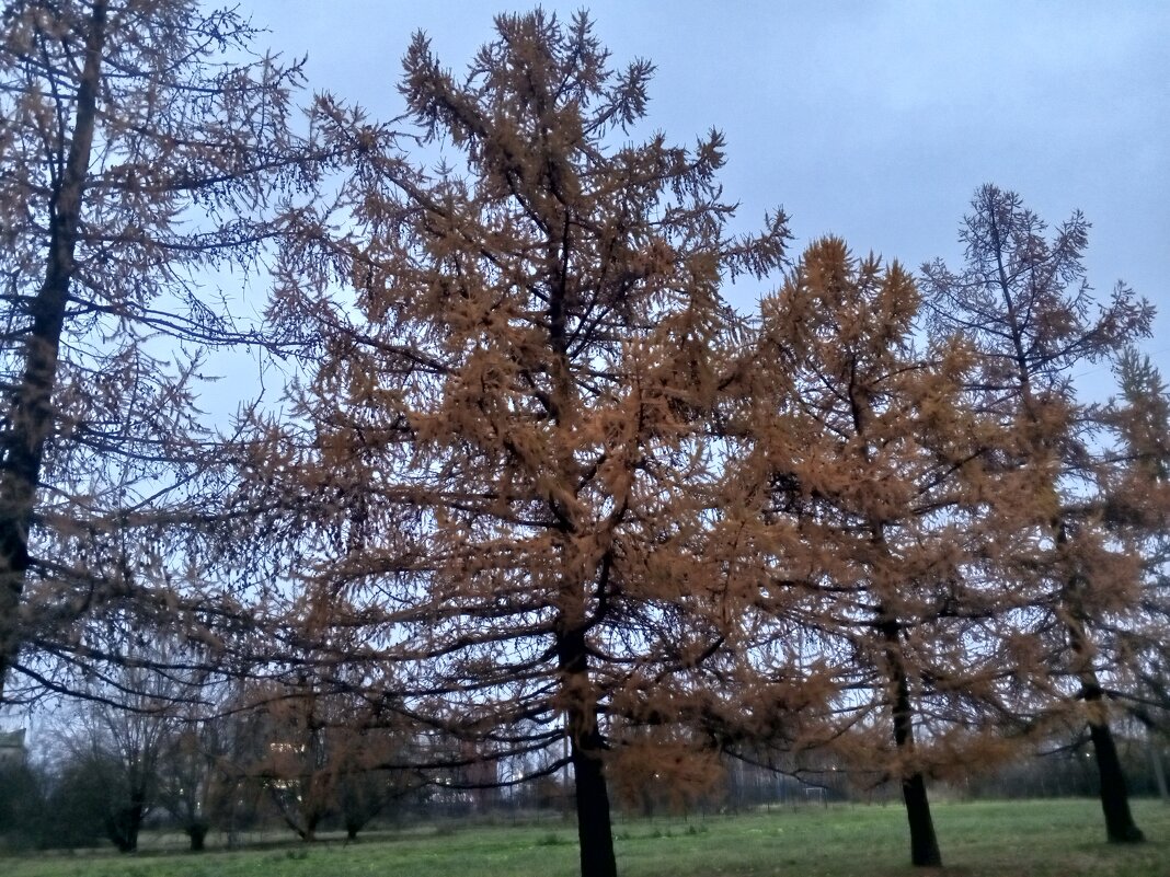 Лиственница - Сапсан 