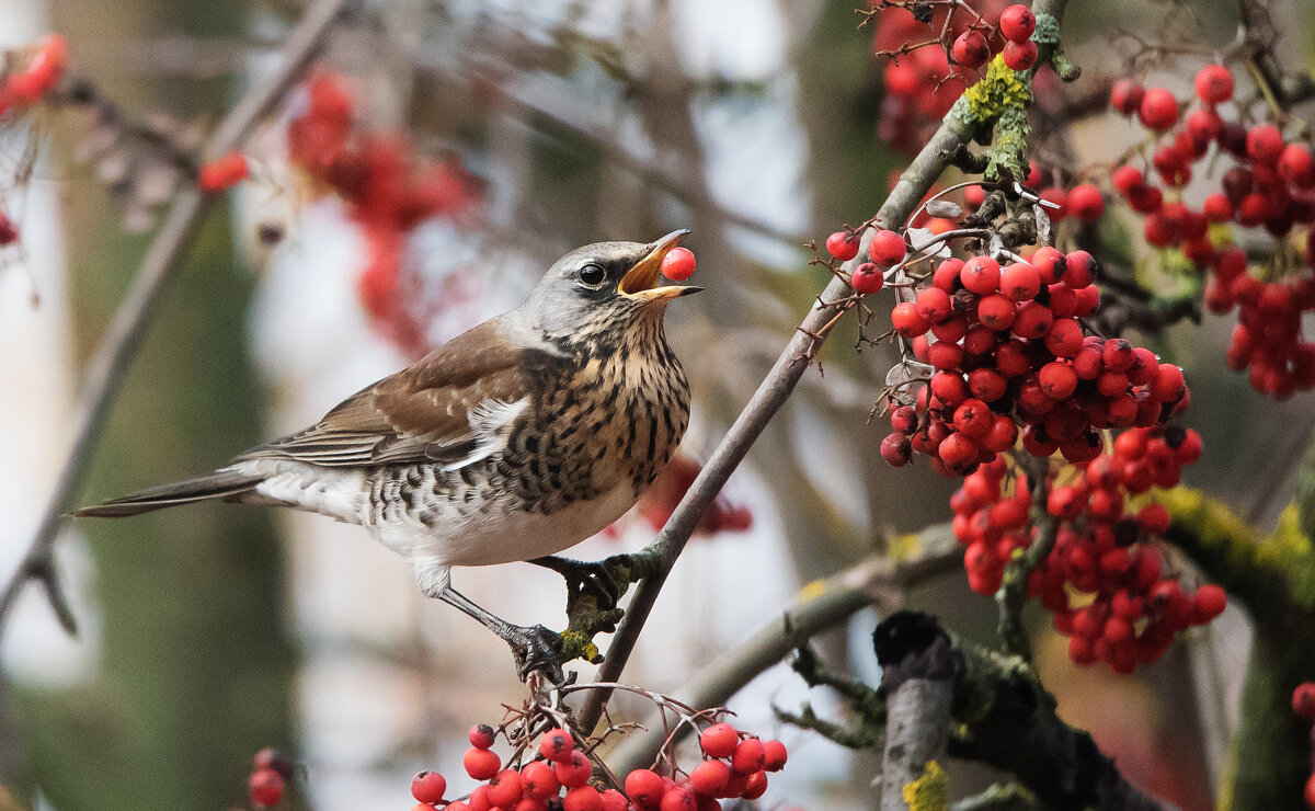 *** - Владимир Безбородов