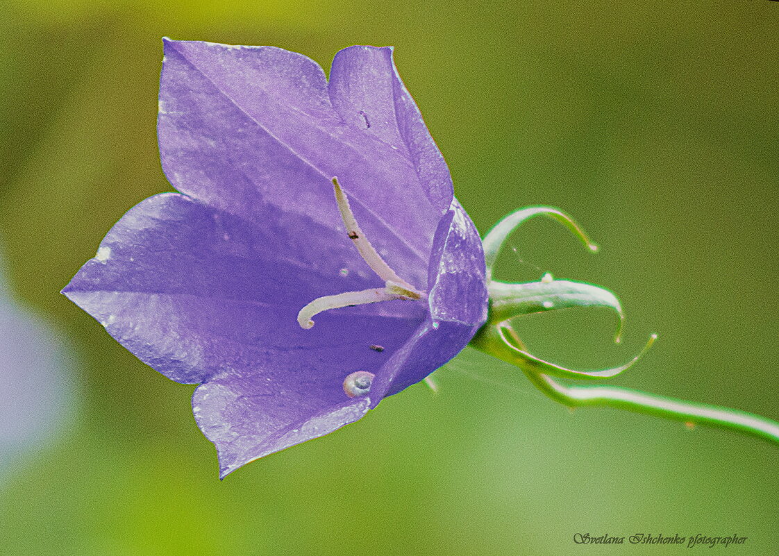 Колокольчик персиколистный - Светлана Ищенко